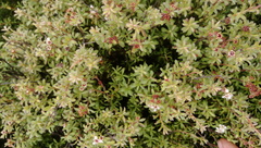 Kunzea amathicola