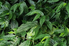 Elatostema cyrtandrifolium