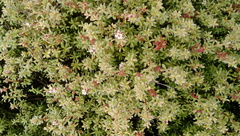 Kunzea amathicola