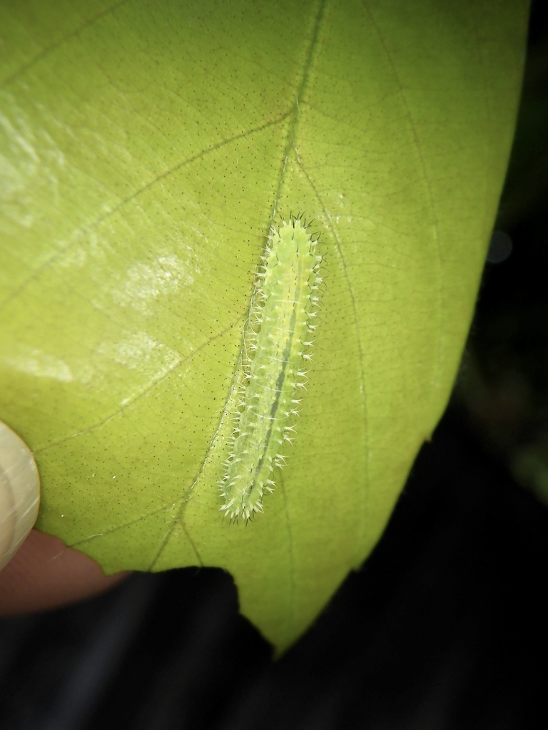 Pareophora gracilis