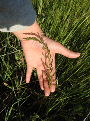 Asparagus acutifolius