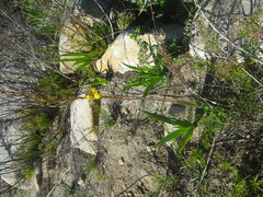 Bulbine cepacea