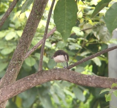 Campylorhynchus griseus