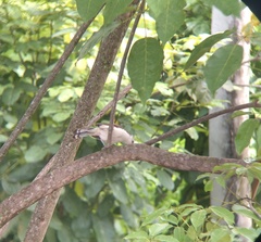 Campylorhynchus griseus