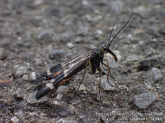 Panorpa japonica