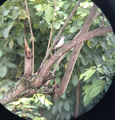 Campylorhynchus griseus