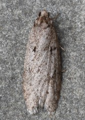 Semioscopis