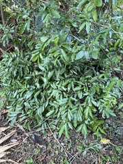 Monanthotaxis caffra