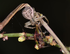 Xysticus croceus
