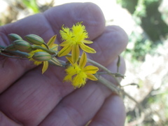 Bulbine cepacea