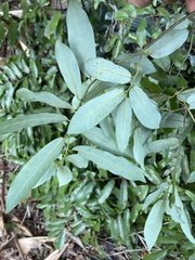 Monanthotaxis caffra