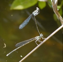 Pseudocopera ciliata