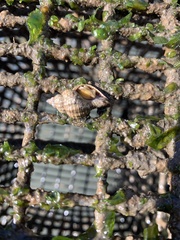 Urosalpinx cinerea image