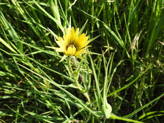 Tragopogon
