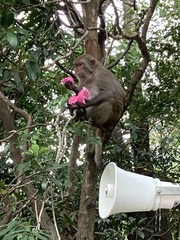 Macaca mulatta