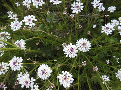 Iberis pectinata
