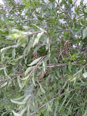 Lycium barbarum