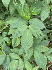 Rubus hirsutus