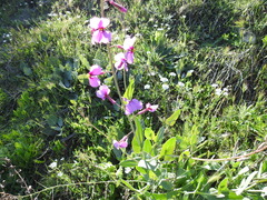 Moricandia moricandioides