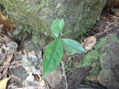 Hippocratea volubilis