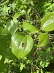 Parhelophilus integer