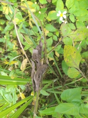 Peucetia formosensis