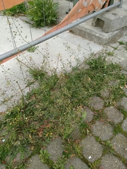 Capsella bursa-pastoris