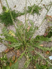 Capsella bursa-pastoris