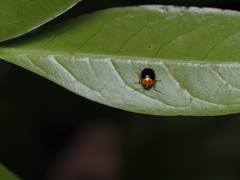 Adiscus taiwanus