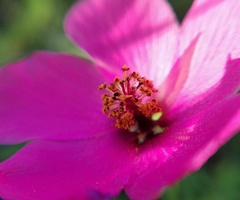 Modiolastrum gilliesii