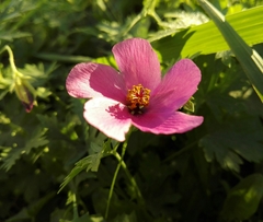 Modiolastrum gilliesii