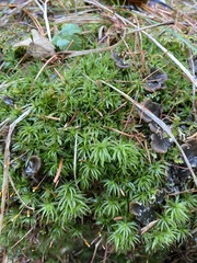 Atrichum flavisetum
