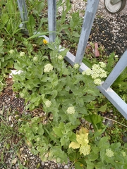 Lepidium draba
