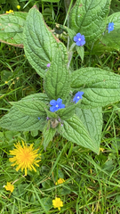 Pentaglottis sempervirens