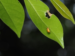 Cryptocephalus kanoi