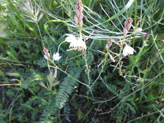 Asphodelus fistulosus