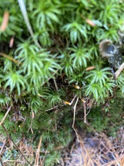 Atrichum flavisetum