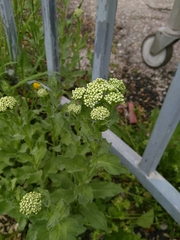 Lepidium draba