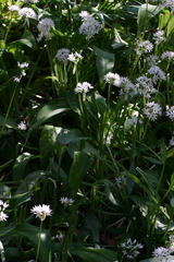 Allium ursinum