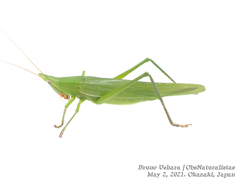 Euconocephalus varius