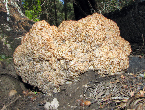Cauliflower Fungus