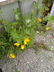 Chelidonium majus