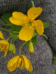 Chelidonium majus