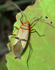 Dysdercus nigrofasciatus