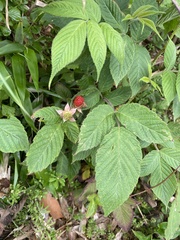 Rubus hirsutus