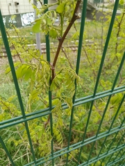 Robinia pseudoacacia