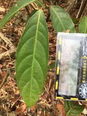 Elaeocarpus serratus