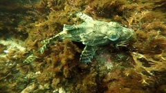 Myoxocephalus octodecemspinosus