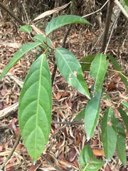 Elaeocarpus serratus