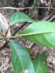 Elaeocarpus serratus